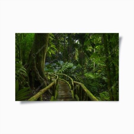 Poster tranquil jungle boardwalk through lush rainforest • Wallissimo®