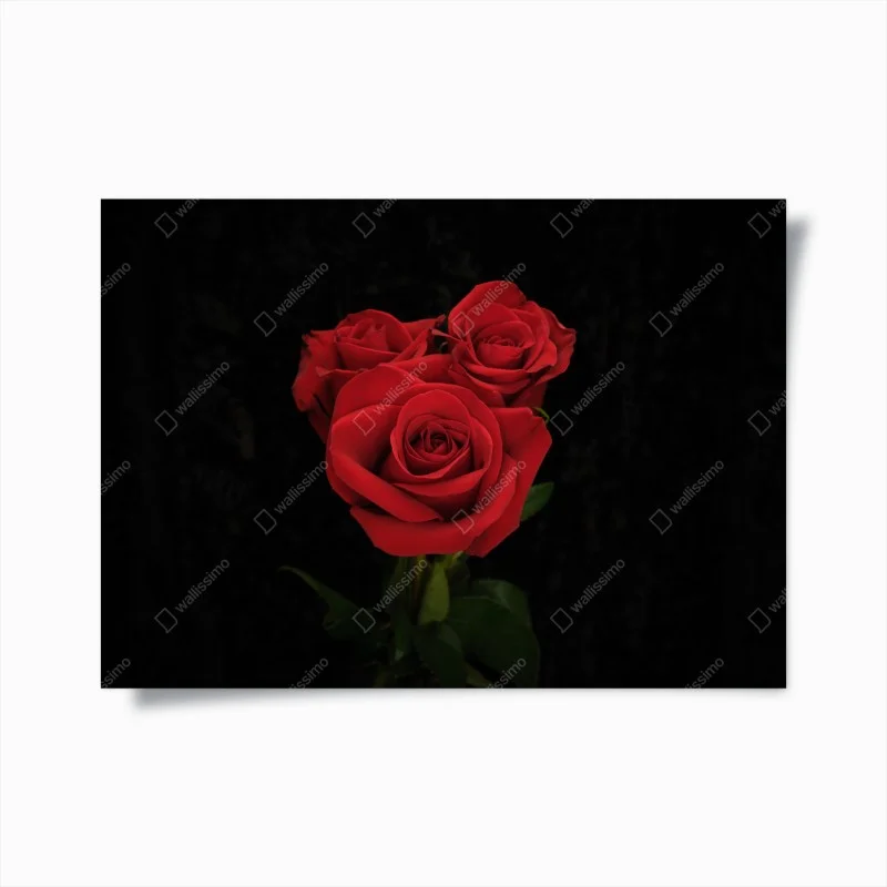 Poster red roses on black background