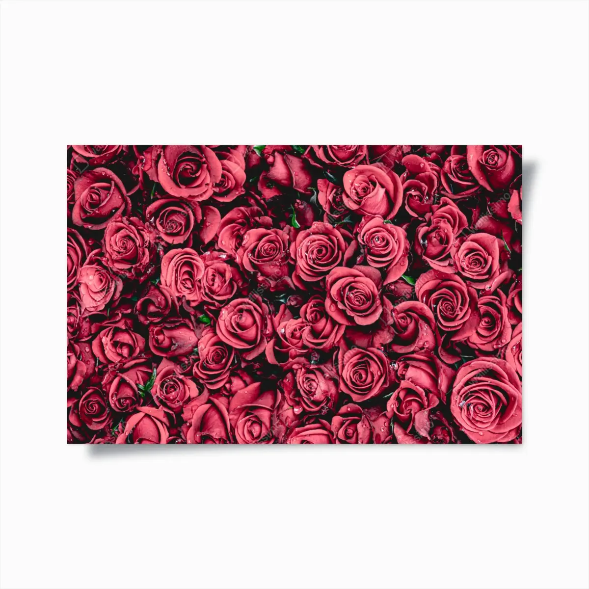 Poster lush red roses floral wall art ⁕ Wallissimo® Poster lush red roses floral wall art ⁕ Wallissimo®
