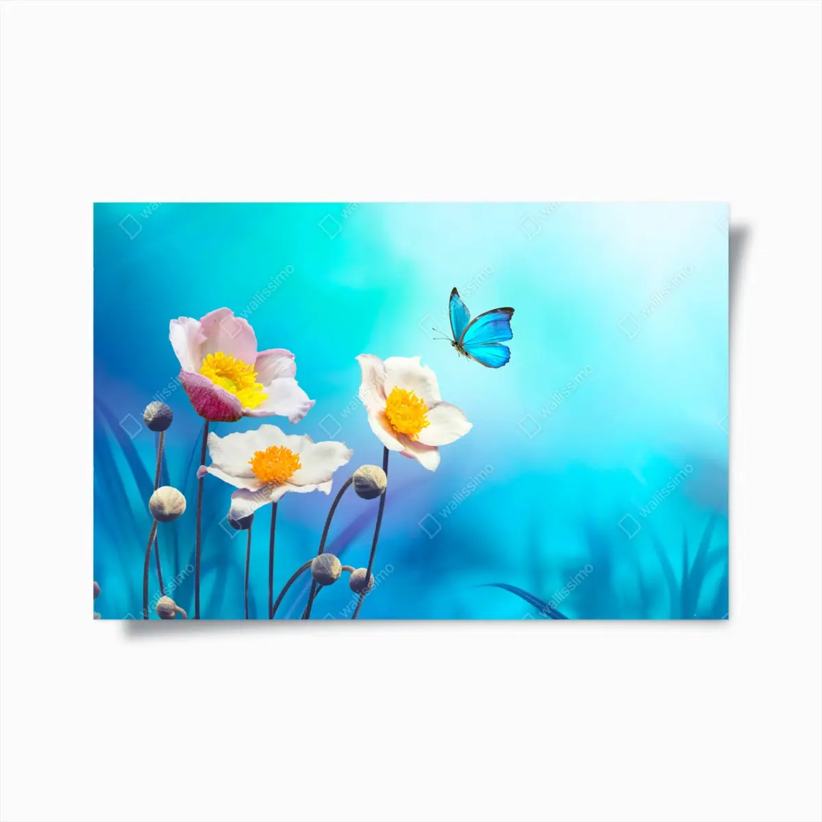 Poster delicate pink anemones and blue butterfly • Wallissimo® Poster delicate pink anemones and blue butterfly • Wallissimo®