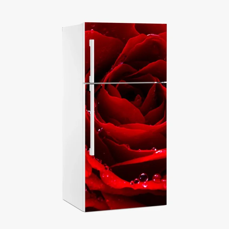 Fridge sticker vibrant red rose close-up