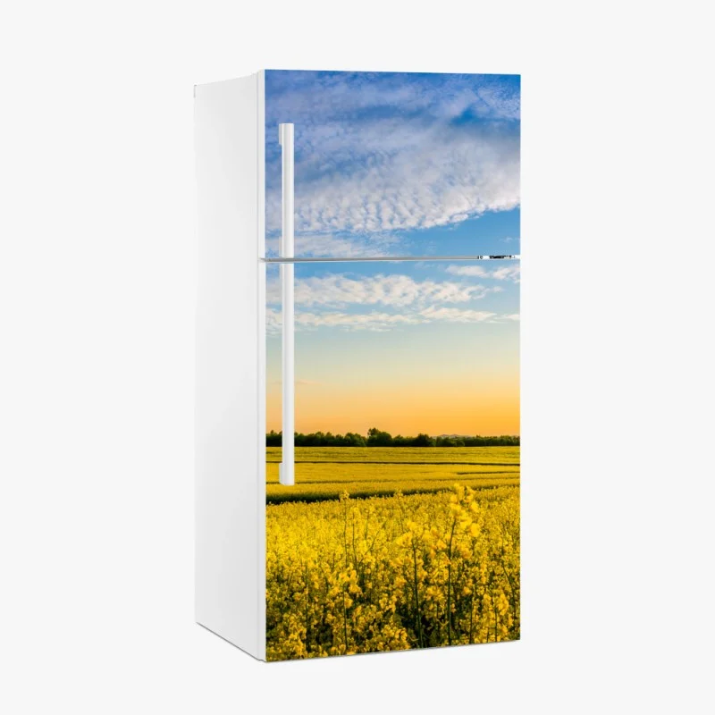Fridge sticker sunlit canola field at sunset