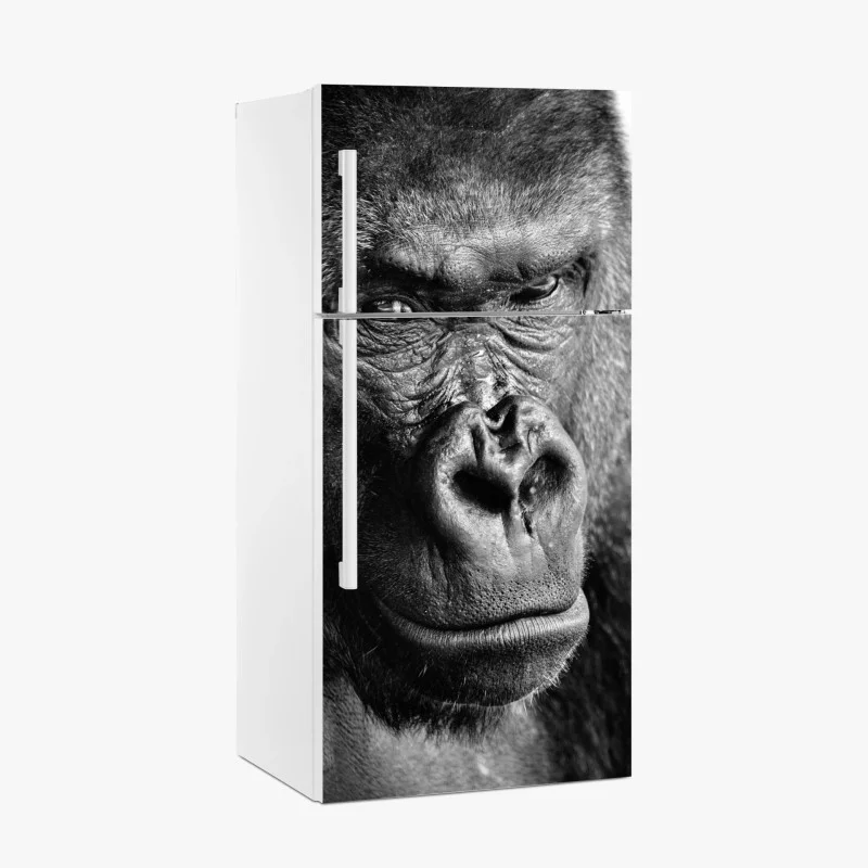 Fridge sticker intense gorilla portrait in black and white