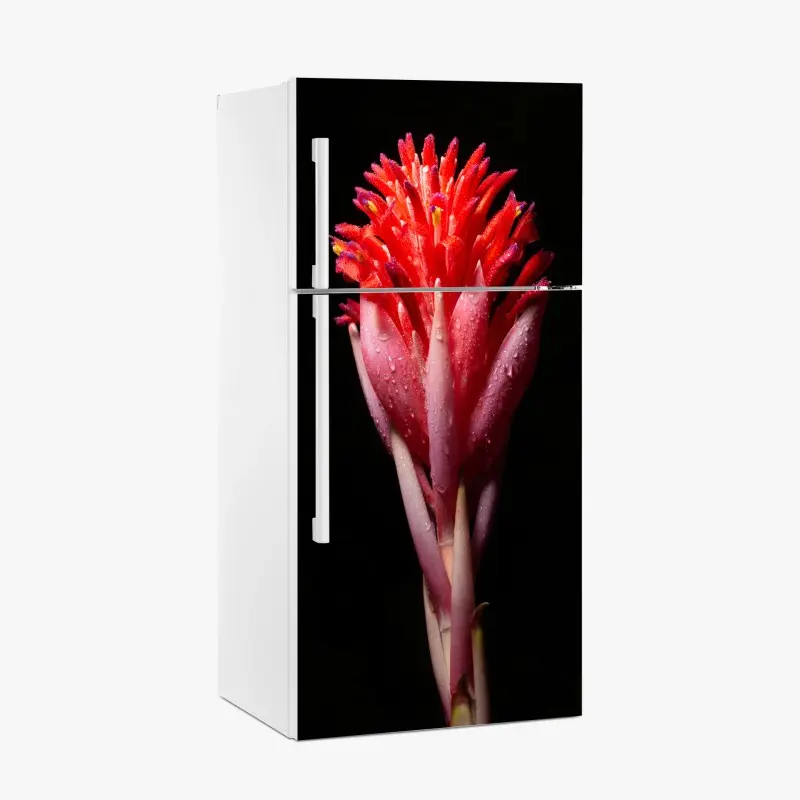 Fridge sticker vibrant pink bloom on black background