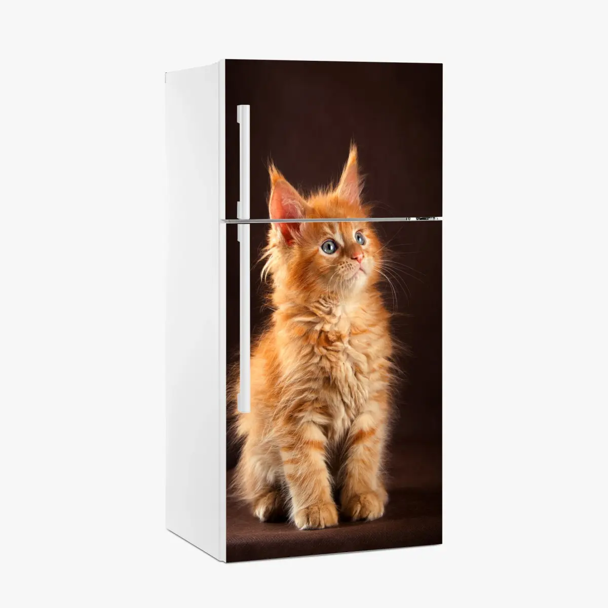 Fridge sticker curious ginger kitten portrait • Wallissimo® Fridge sticker curious ginger kitten portrait • Wallissimo®