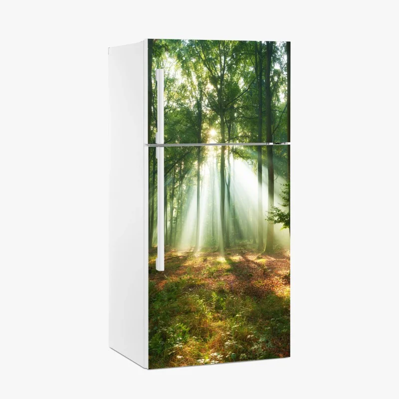 Fridge sticker morning light in the forest