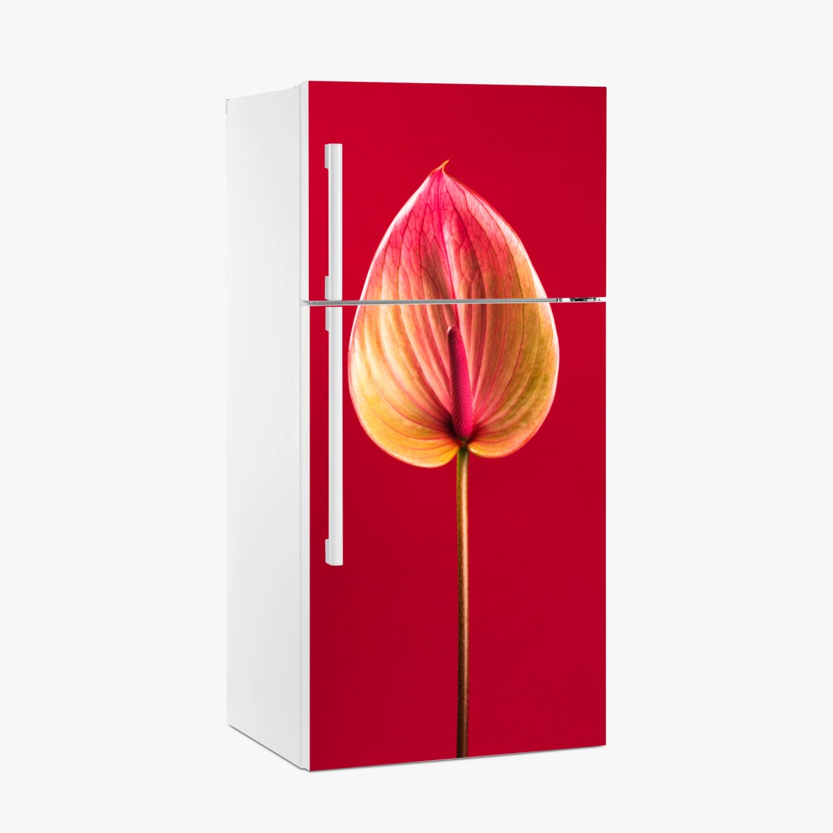 Fridge sticker elegant anthurium on red background • Wallissimo®