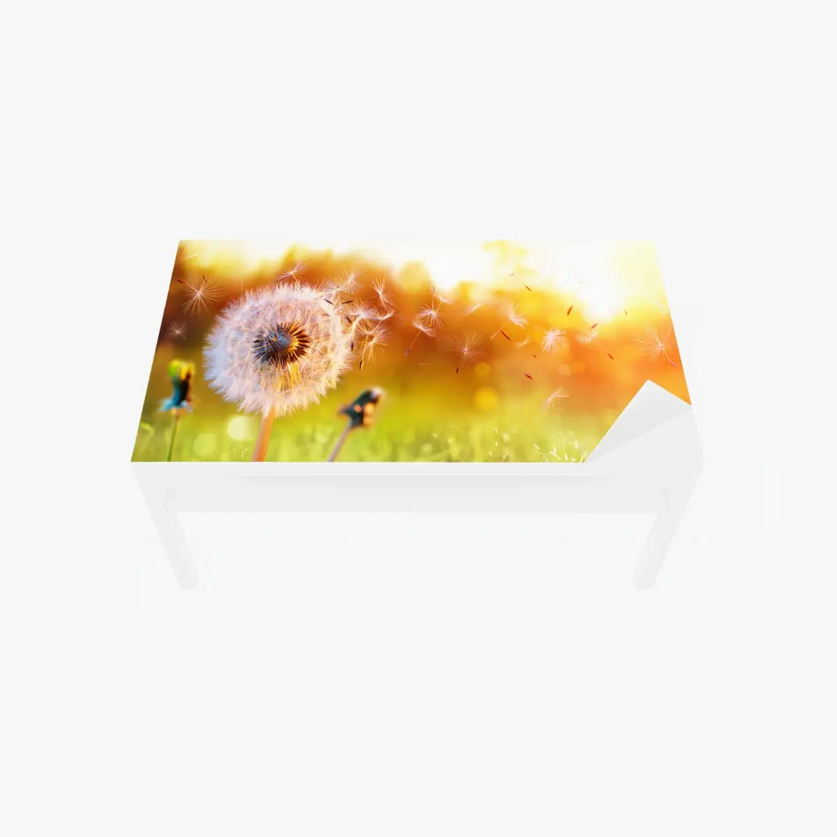 Table & desk veneer golden dandelion seeds at sunset • Wallissimo® Table & desk veneer golden dandelion seeds at sunset • Wallissimo®