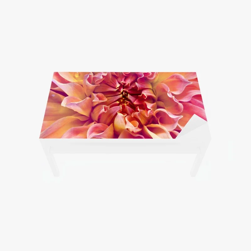 Table & desk veneer pink dahlia bloom close-up