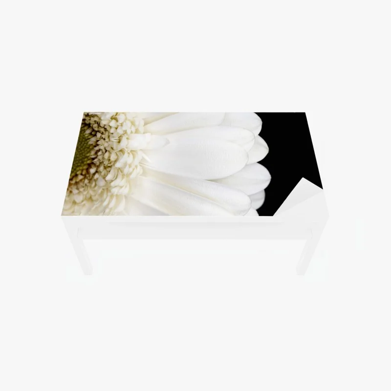 Table & desk veneer white gerbera on black minimalist close-up