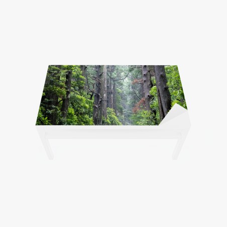 Table & desk veneer misty forest path through ancient trees • Wallissimo®