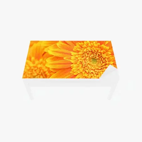 Table & desk veneer vibrant orange gerbera close-up • Wallissimo®