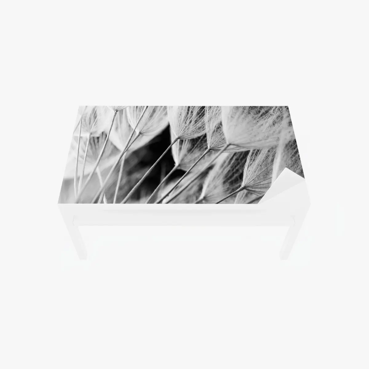 Table & desk veneer delicate dandelion seed close-up in monochrome ⁕ Wallissimo® Table & desk veneer delicate dandelion seed close-up in monochrome ⁕ Wallissimo®