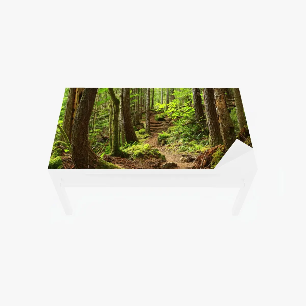 Table & desk veneer mossy forest trail • Wallissimo® Table & desk veneer mossy forest trail • Wallissimo®