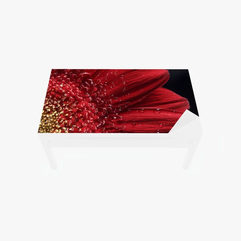 Table & desk veneer red gerbera daisy close-up with dewdrops