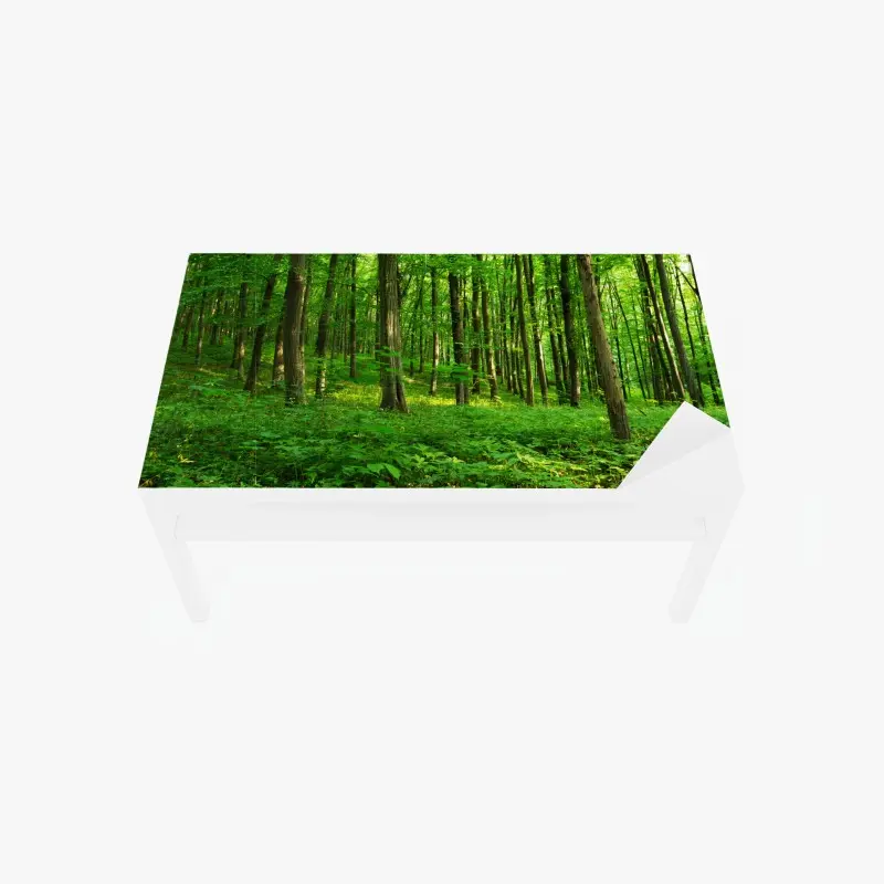 Table & desk veneer sunlit green forest in spring