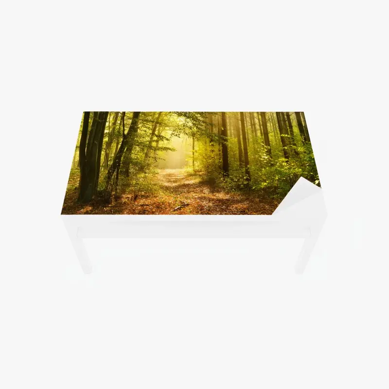 Table & desk veneer sunlit forest path in autumn