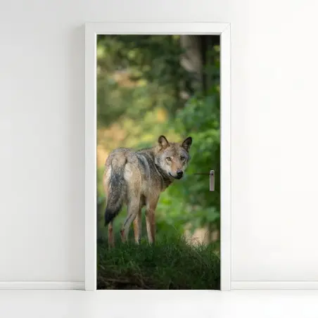 Door sticker wolf gazing in a forest • Wallissimo®