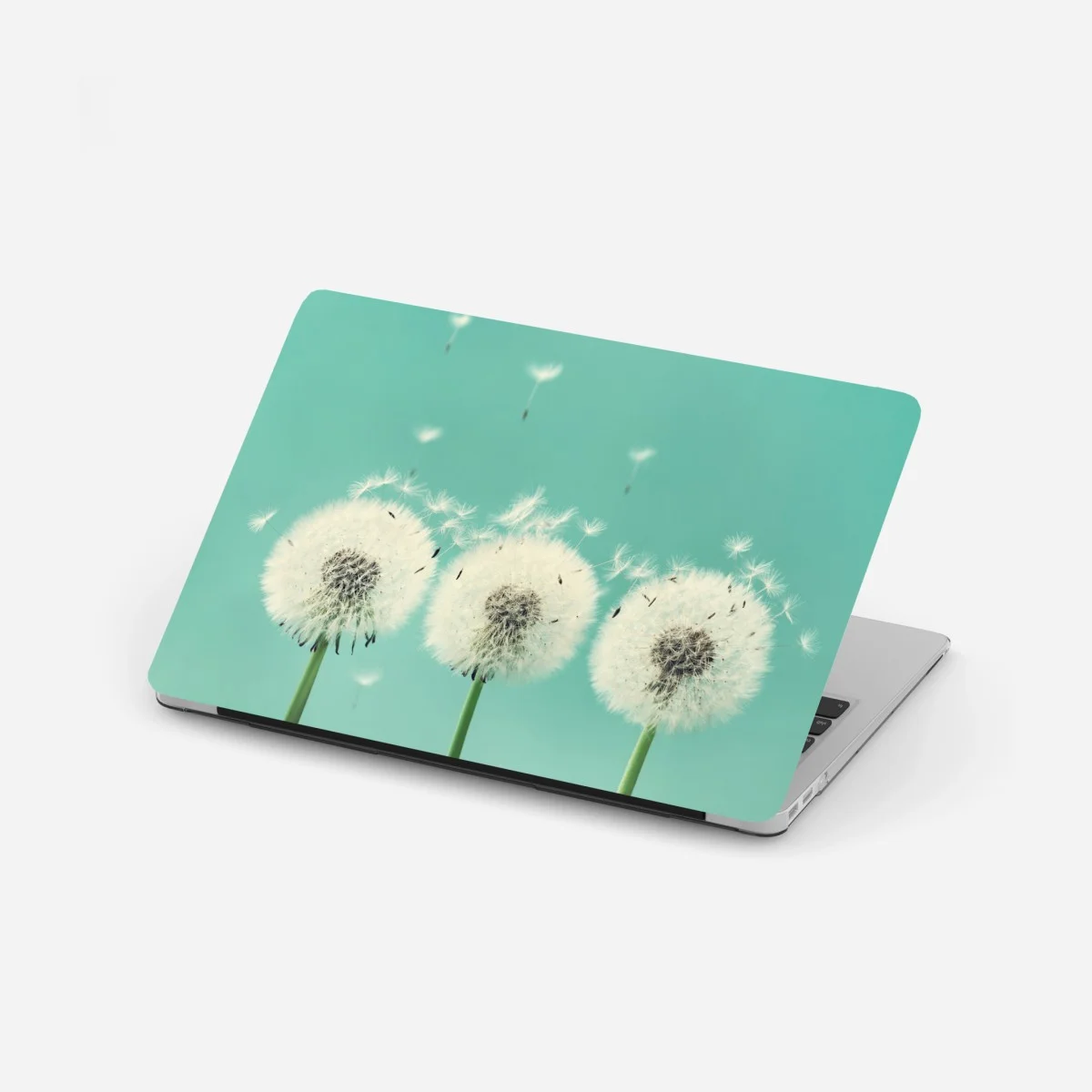 Laptop sticker three dandelion puffballs on turquoise background ⁕ Wallissimo® Laptop sticker three dandelion puffballs on turquoise background ⁕ Wallissimo®