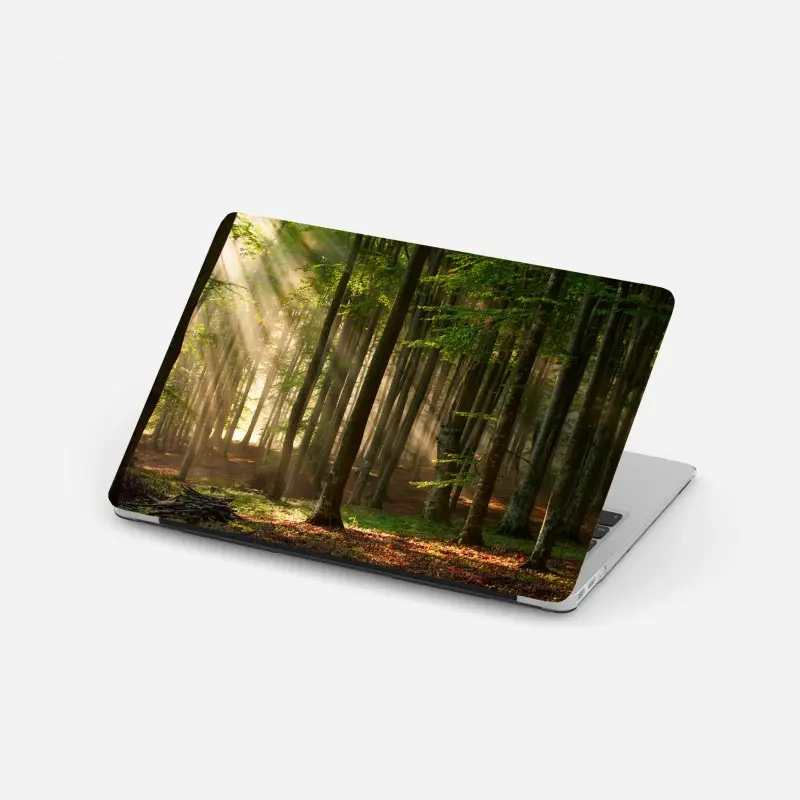 Laptop sticker morning light in a beech forest