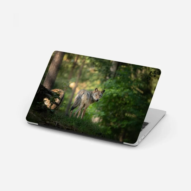 Laptop sticker wolf gazing in a forest