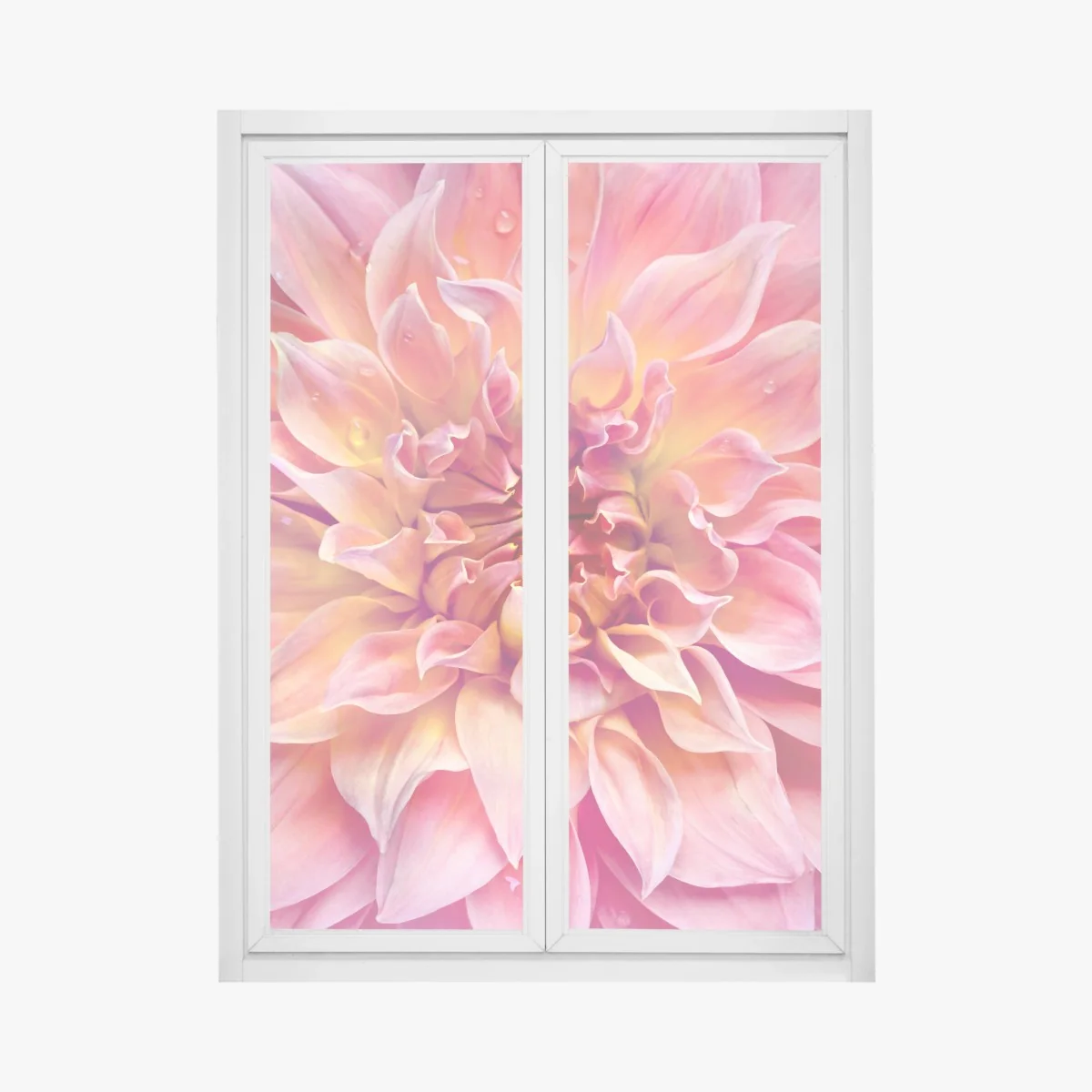 Window decal pink dahlia bloom close-up • Wallissimo® Window decal pink dahlia bloom close-up • Wallissimo®