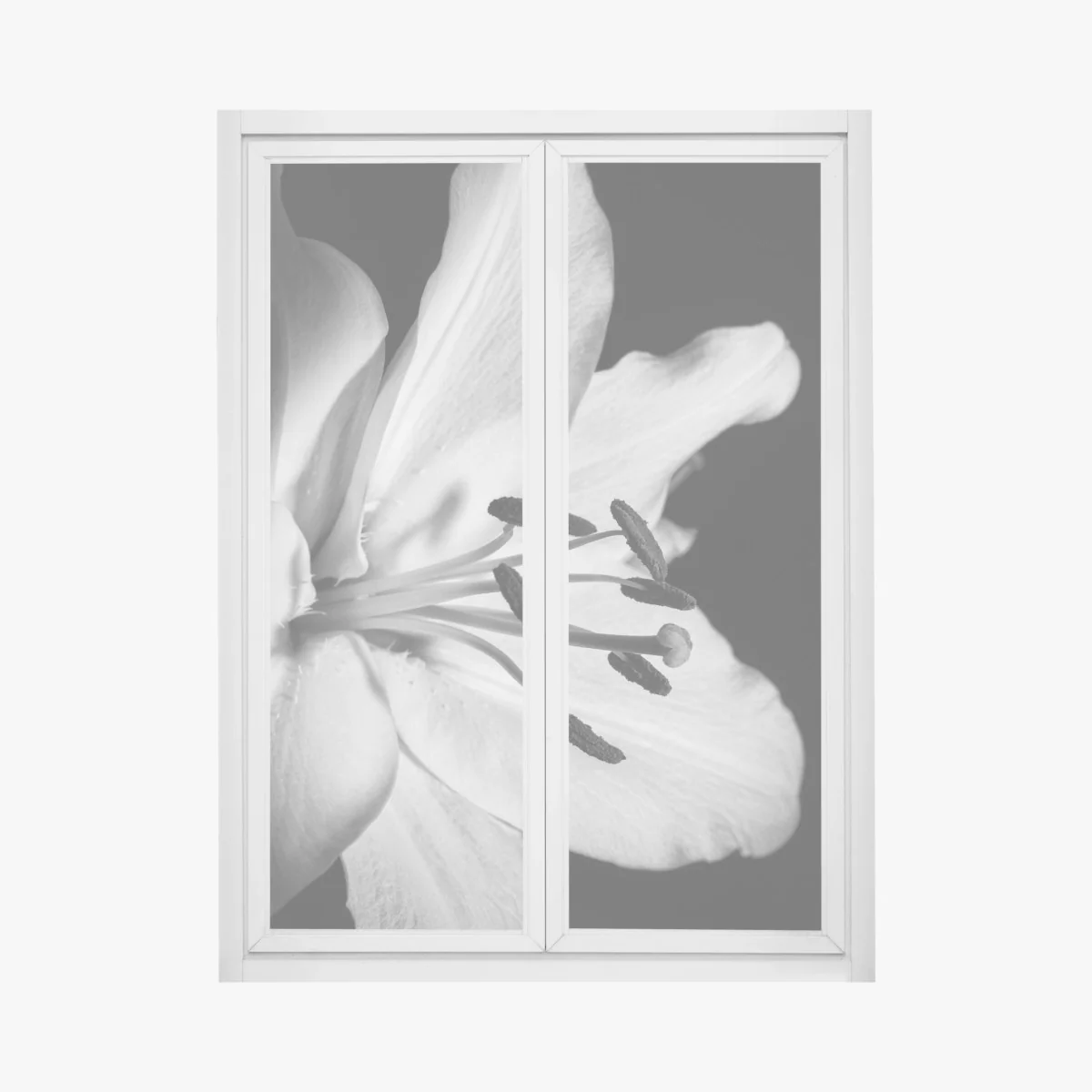Window decal monochrome lily close-up ⁕ Wallissimo® Window decal monochrome lily close-up ⁕ Wallissimo®