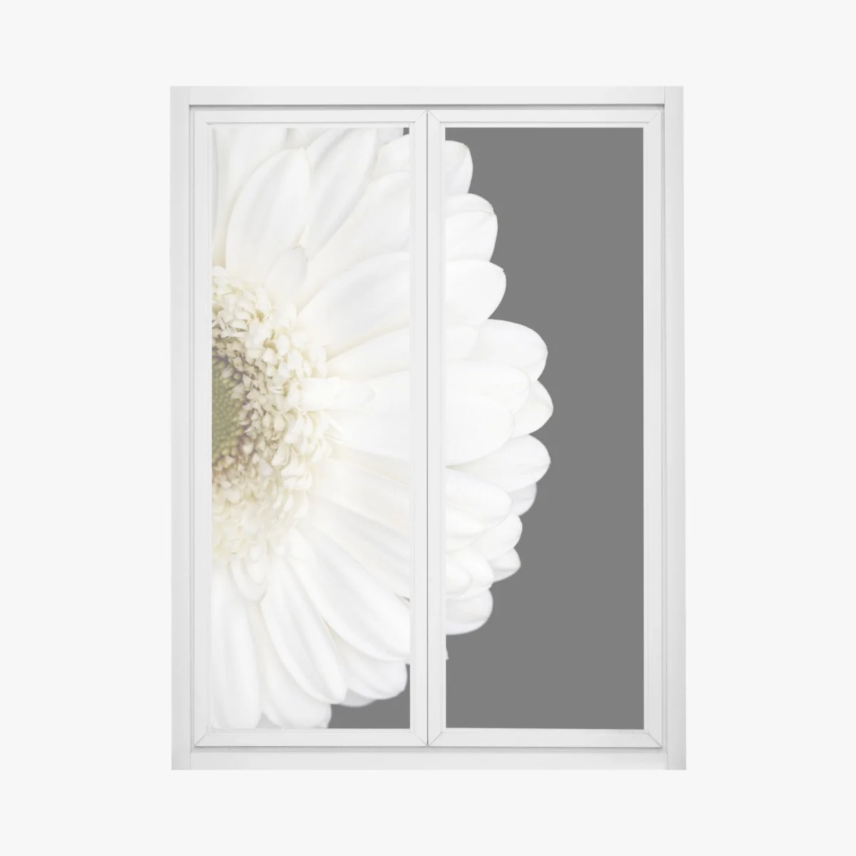 Window decal white gerbera on black minimalist close-up ⁕ Wallissimo® Window decal white gerbera on black minimalist close-up ⁕ Wallissimo®