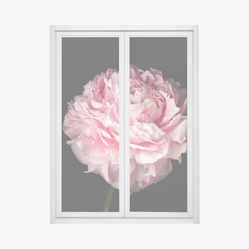 Window decal soft pink peony close-up ⁕ Wallissimo®