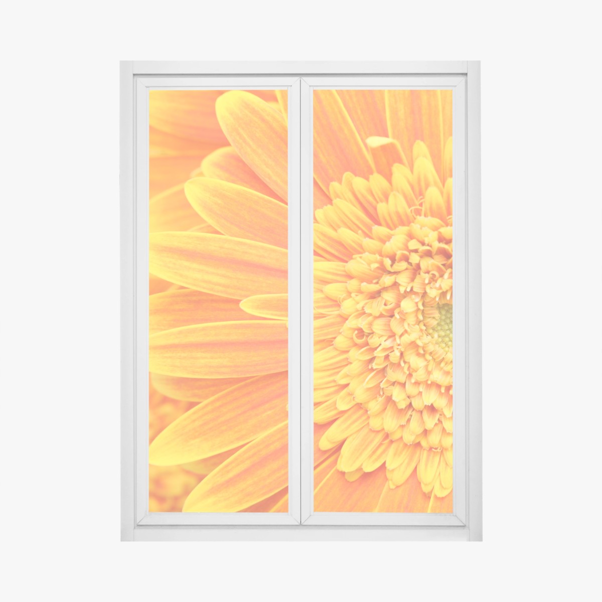 Window decal vibrant orange gerbera close-up • Wallissimo® Window decal vibrant orange gerbera close-up • Wallissimo®