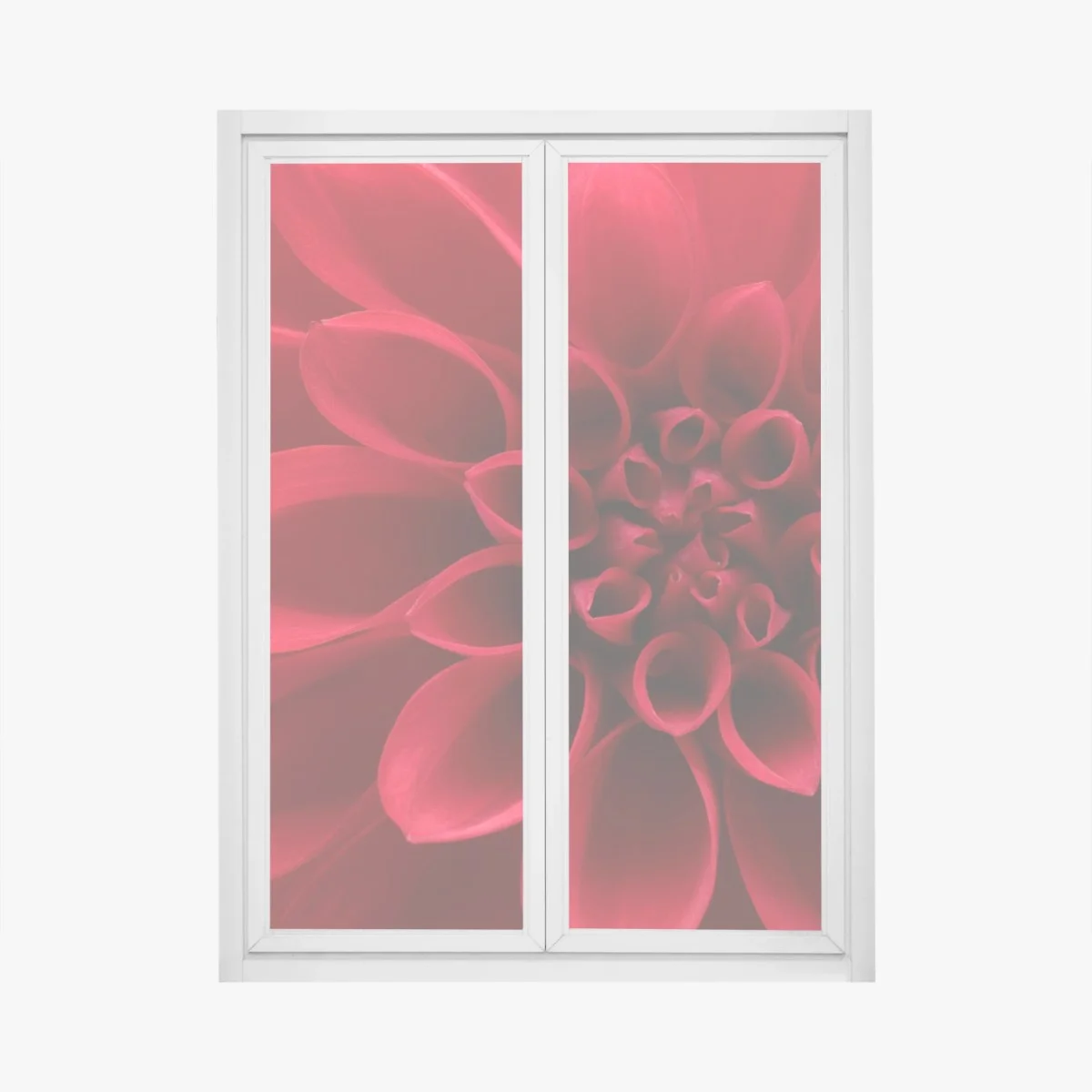 Window decal red dahlia close-up • Wallissimo® Window decal red dahlia close-up • Wallissimo®
