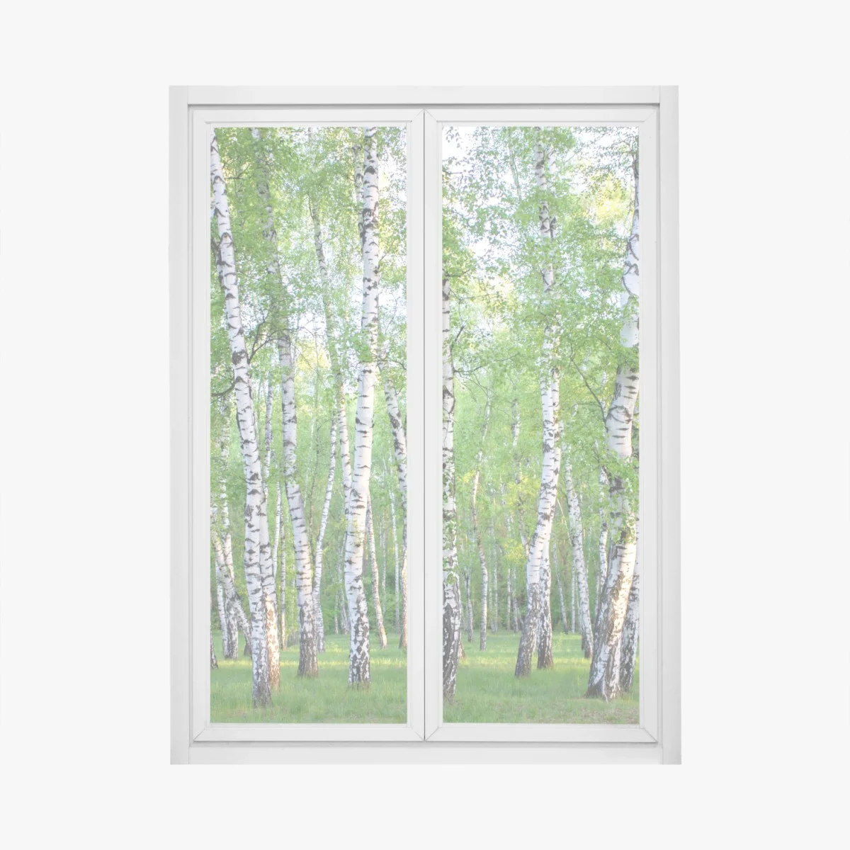 Window decal serene birch grove in summer • Wallissimo® Window decal serene birch grove in summer • Wallissimo®