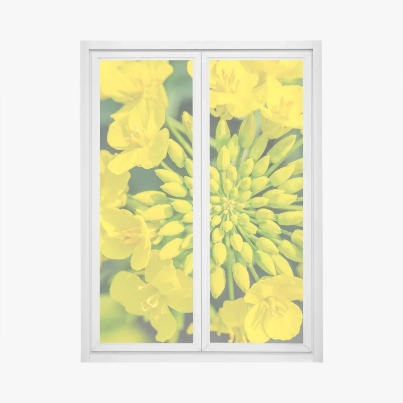 Window decal vibrant yellow rapeseed blossom close-up