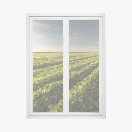 Window decal sunlit soybean field at sunset • Wallissimo®
