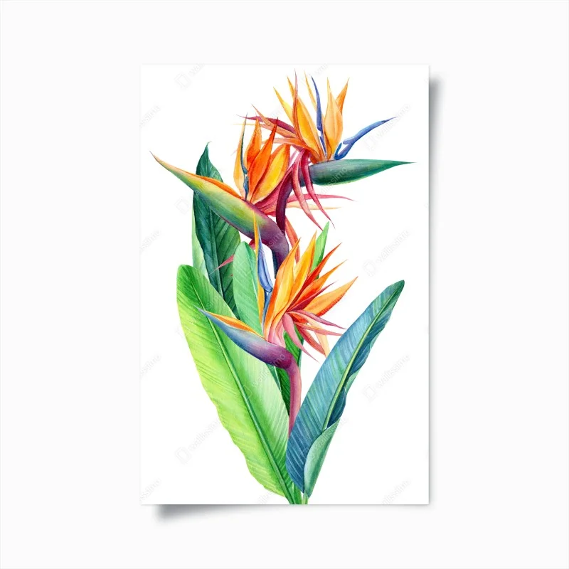 Poster vibrant bird of paradise botanical watercolor
