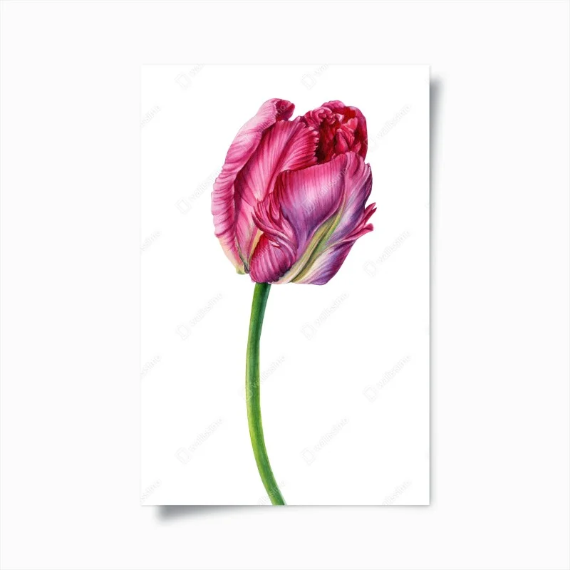 Poster pink tulip botanical watercolor illustration