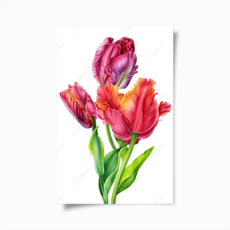 Poster vibrant pink tulip watercolor illustration