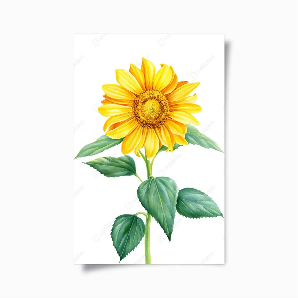 Poster bright sunflower watercolor illustration • Wallissimo® Poster bright sunflower watercolor illustration • Wallissimo®