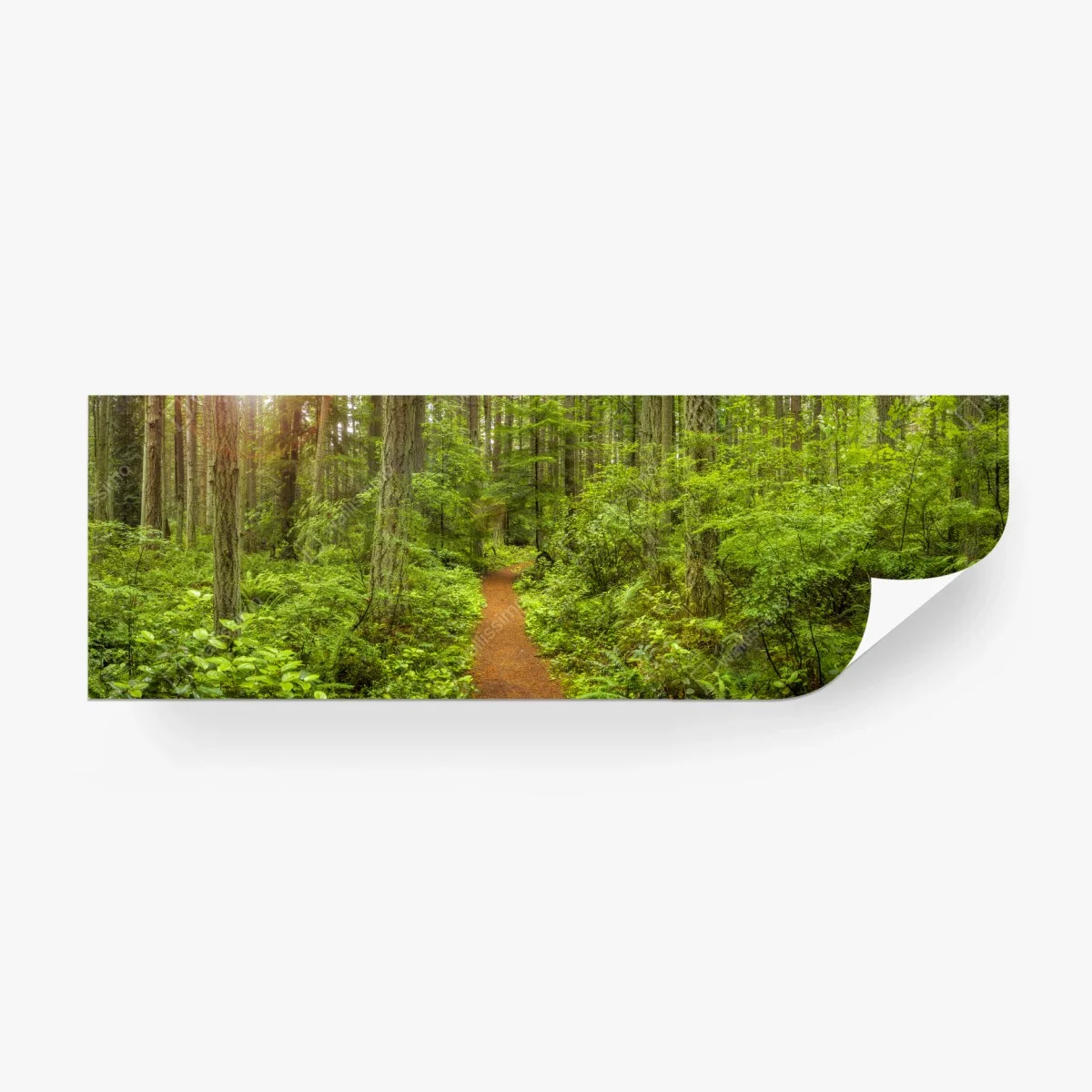 Wall mural serene forest trail panorama • Wallissimo®
