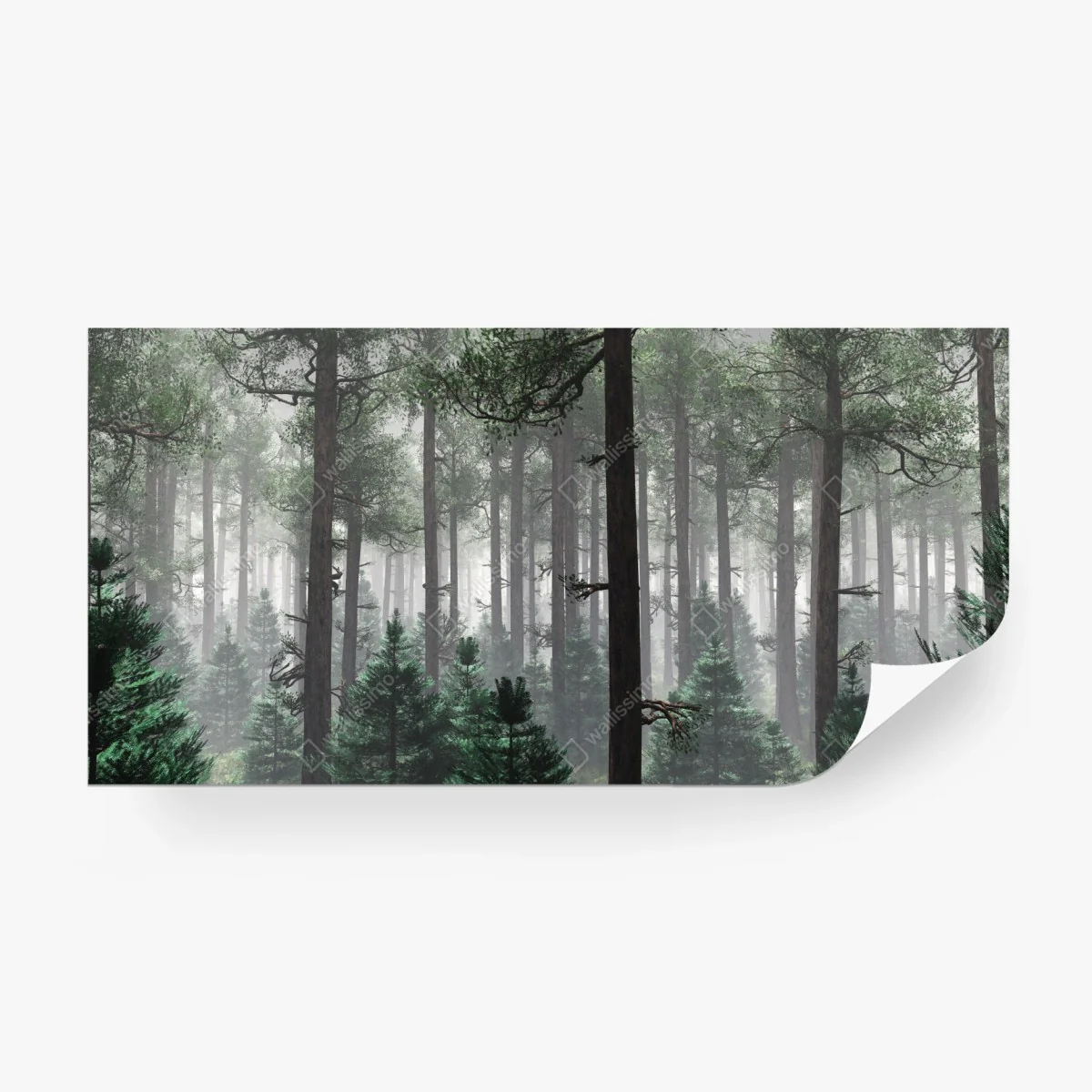 Wall mural misty evergreen forest panorama • Wallissimo® Wall mural misty evergreen forest panorama • Wallissimo®
