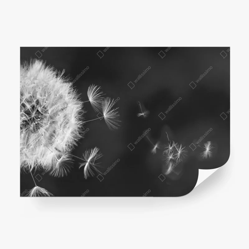 Wall mural floating dandelion seeds