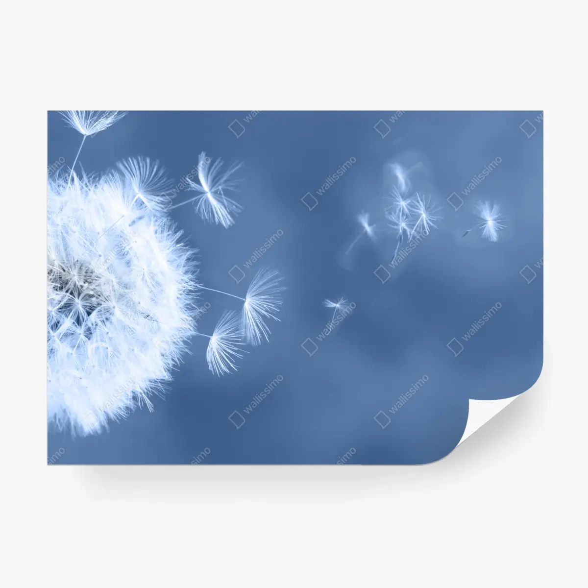 Wall mural gentle dandelion seeds in blue • Wallissimo®