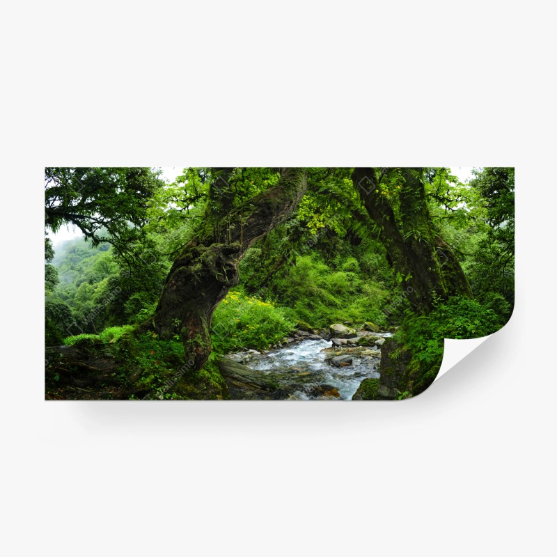 Wall mural mossy forest stream panorama