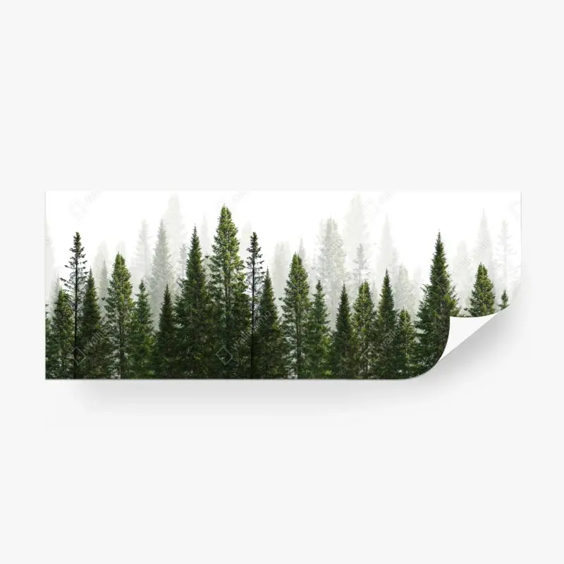 Wall mural misty fir forest panorama