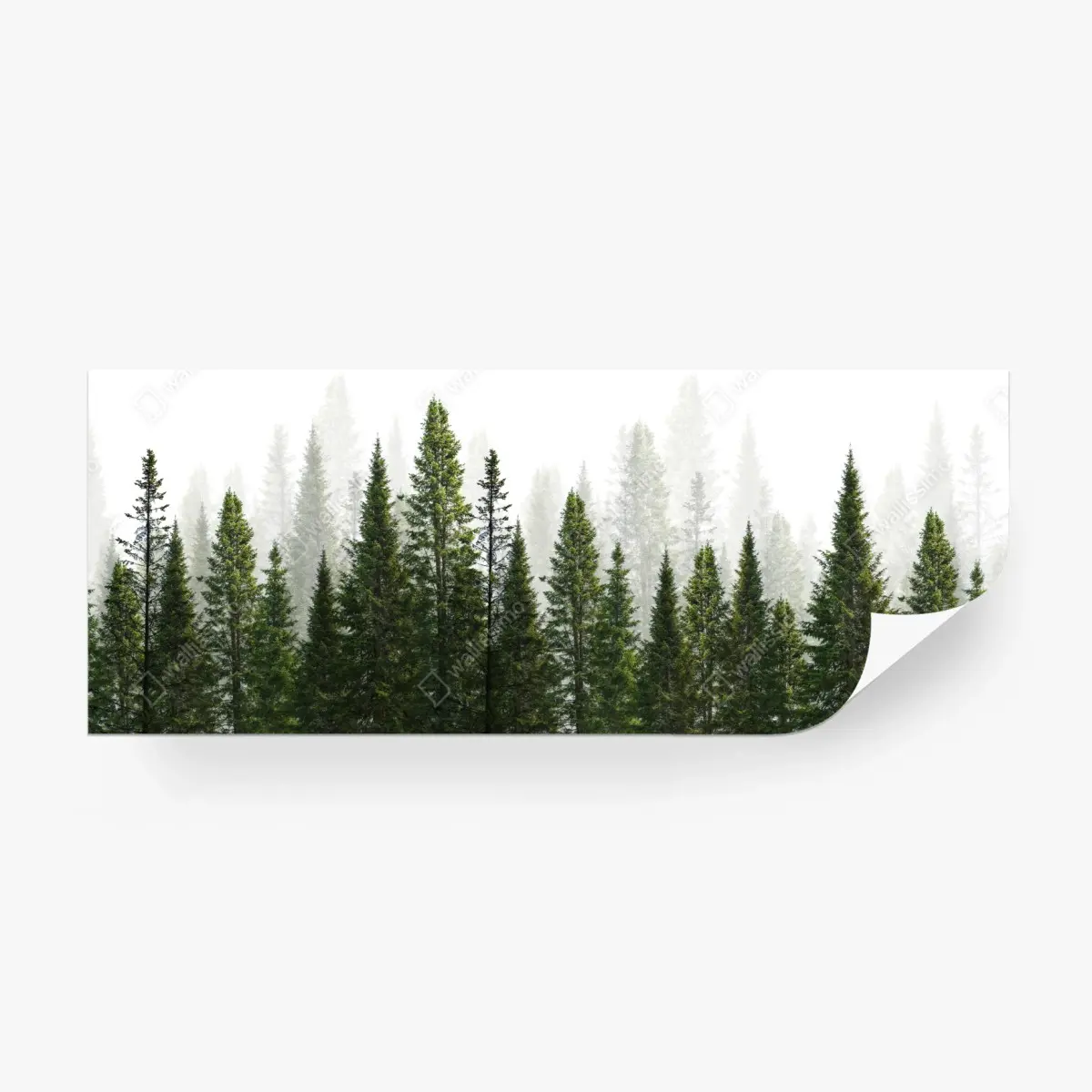 Wall mural misty fir forest panorama • Wallissimo®