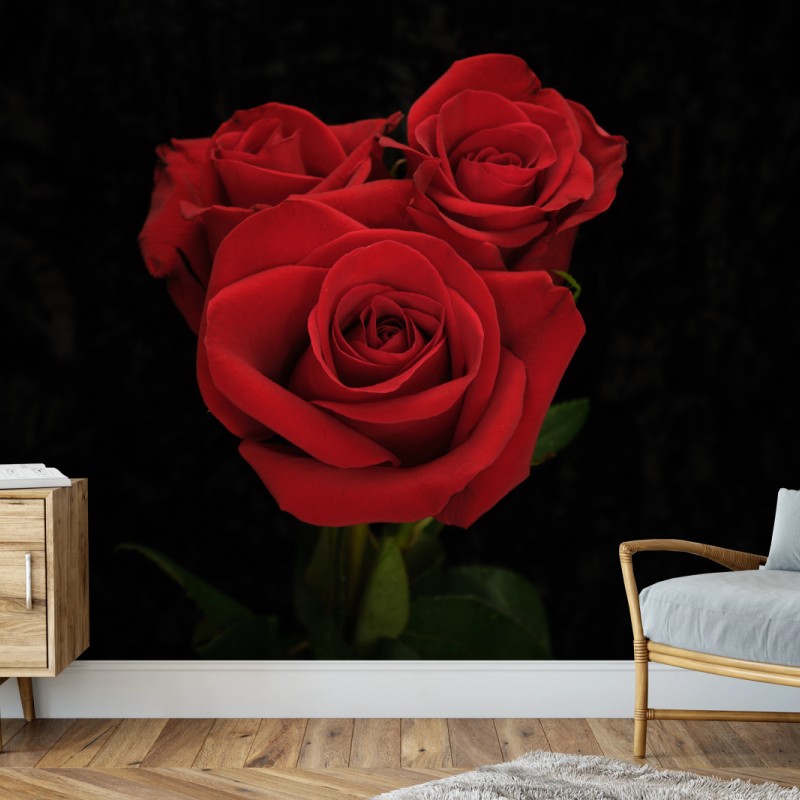 Wall mural red roses on black background