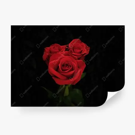 Wall mural red roses on black background • Wallissimo®