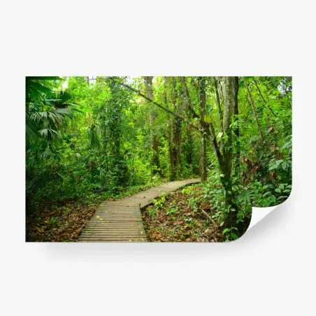 Wall mural tropical boardwalk through lush forest • Wallissimo®