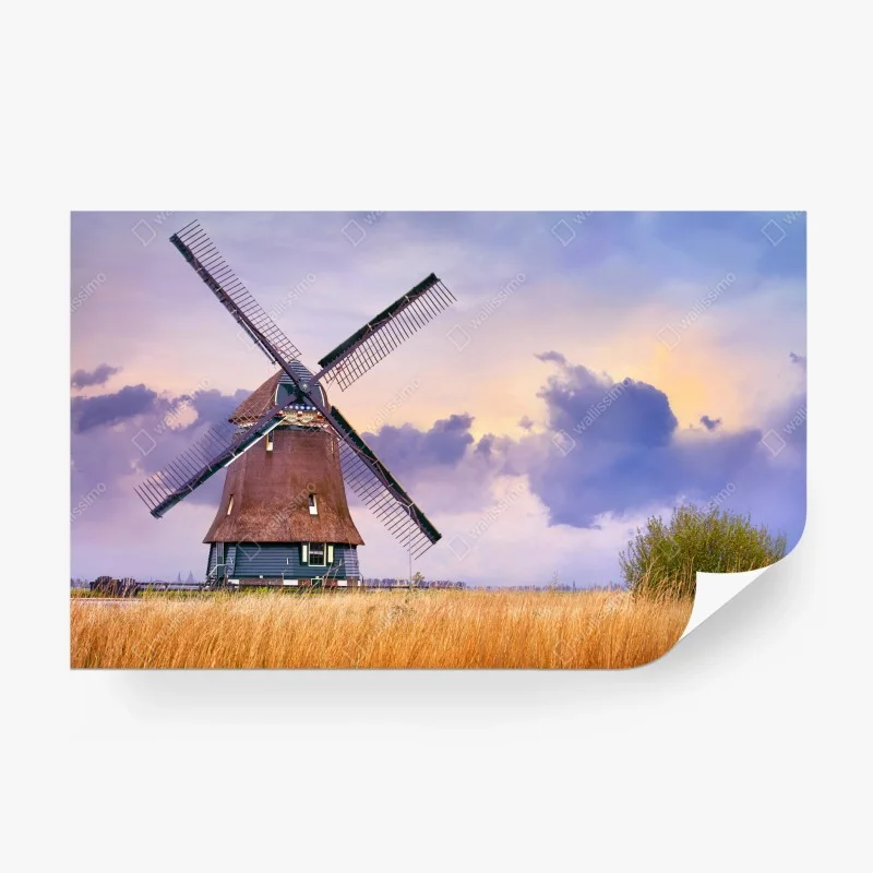 Wall mural historic windmill in golden fields