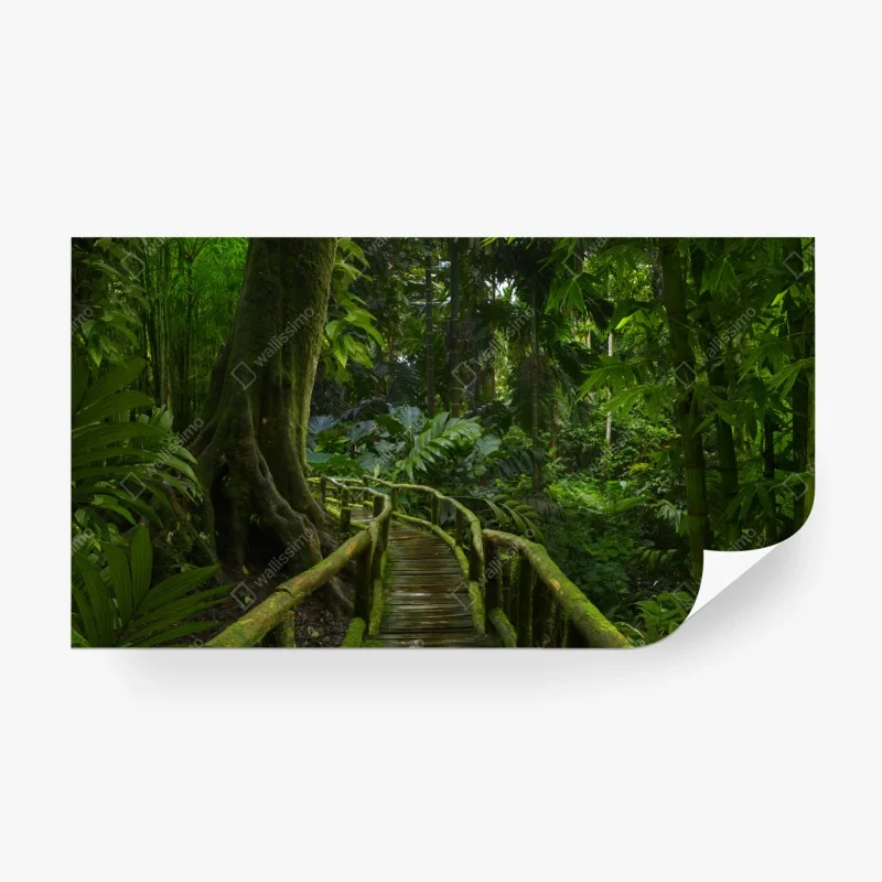 Wall mural tranquil jungle boardwalk through lush rainforest